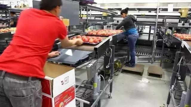 蘋(píng)果的流水線(xiàn)打包全過(guò)程 太壯觀(guān)了! 水果