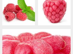 果蔬設計靈感集 高清圖片與模板資源全解析